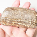 Fossil Wood