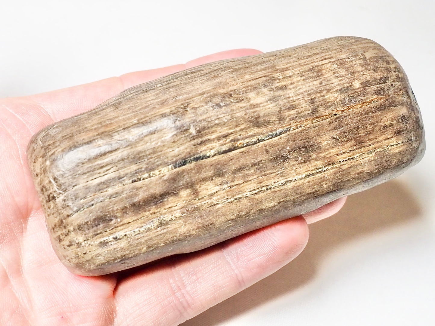 Fossil Wood