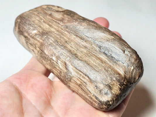 Fossil Wood