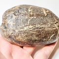 Fossil Wood