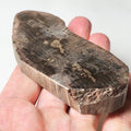 Fossil Wood