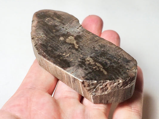 Fossil Wood