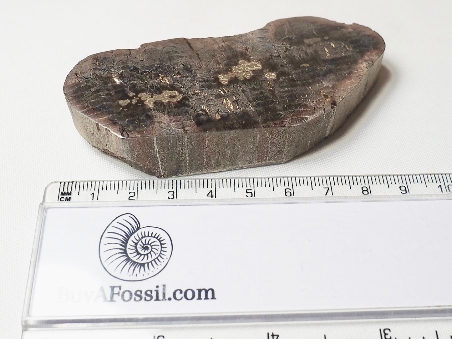 Fossil Wood