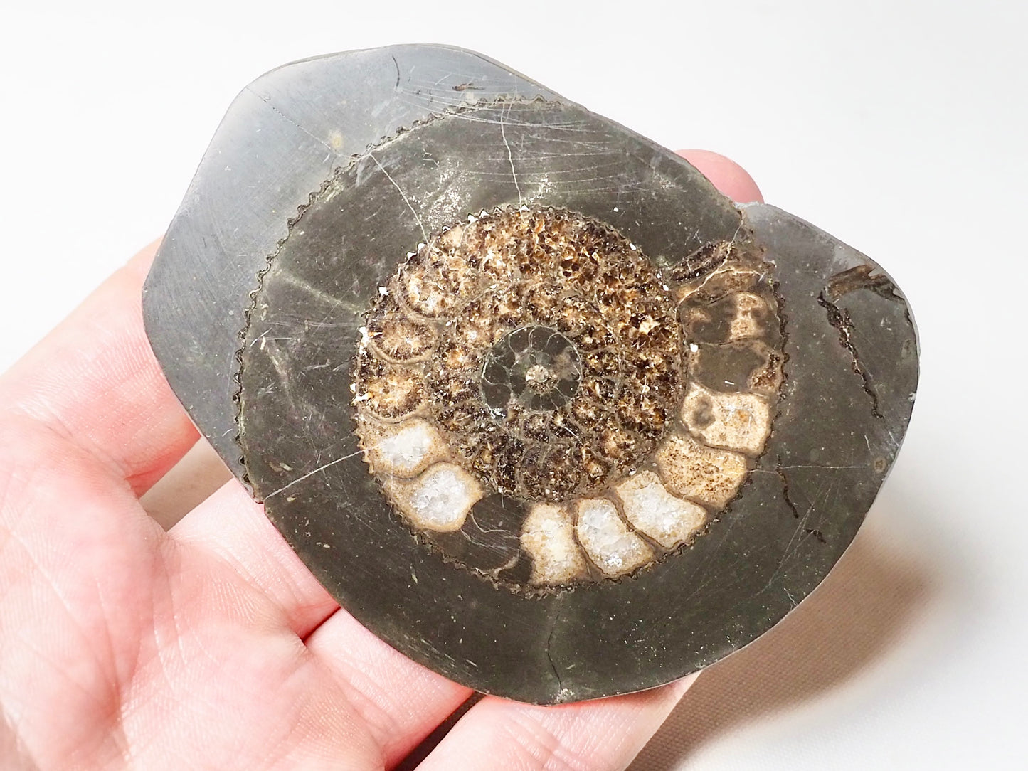 Cut and Polished Ammonite Dactylioceras