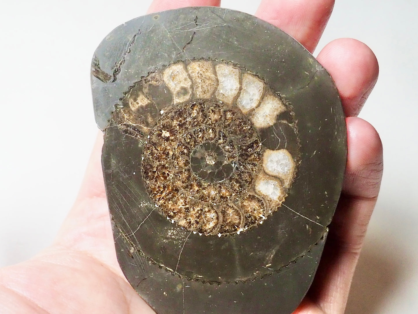 Cut and Polished Ammonite Dactylioceras