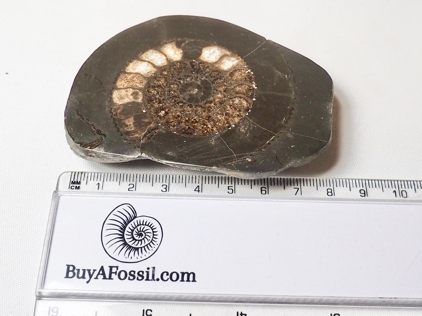 Cut and Polished Ammonite Dactylioceras