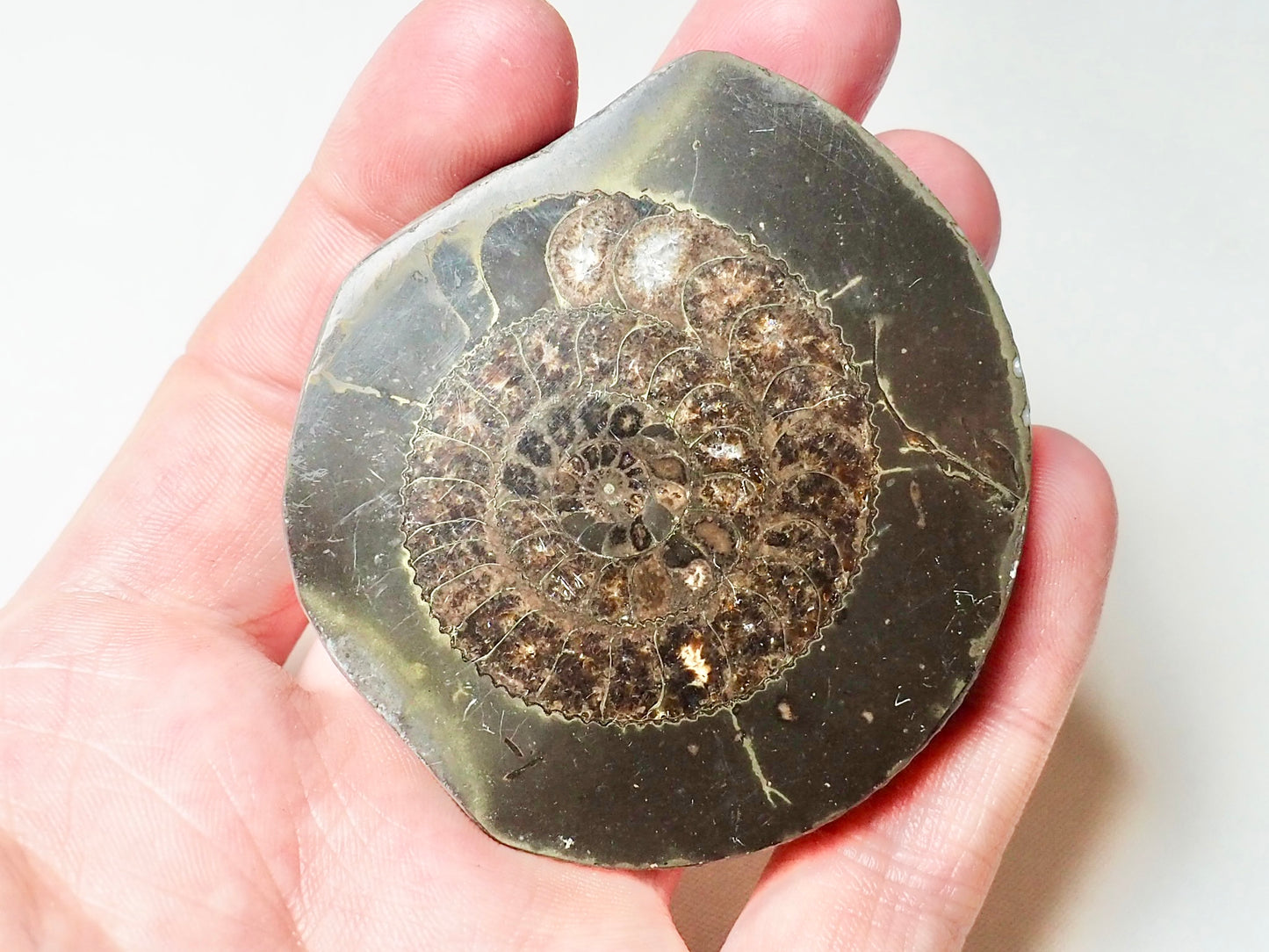 Cut and Polished Ammonite Dactylioceras