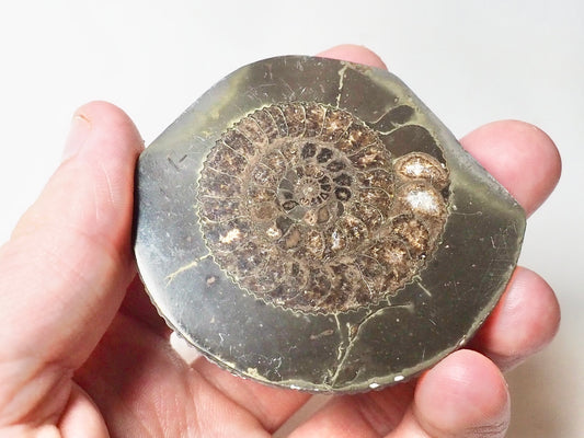 Cut and Polished Ammonite Dactylioceras