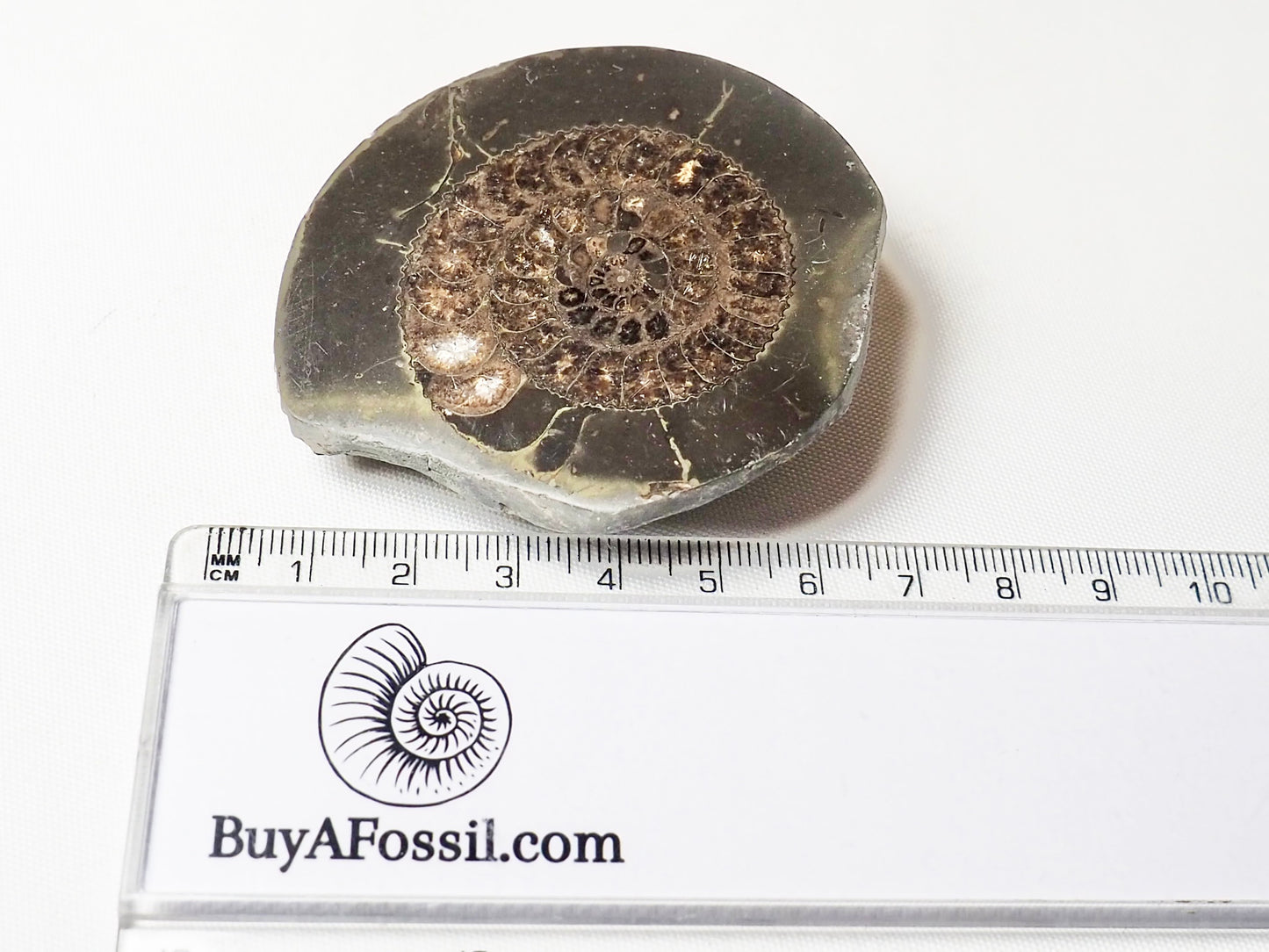 Cut and Polished Ammonite Dactylioceras