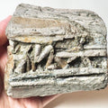 Ichthyosaur Jaw – Whitby Yorkshire Coast – Jurassic