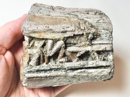 Ichthyosaur Jaw