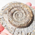 Dactylioceras Ammonite Fossil – Whitby Yorkshire Coast – Jurassic