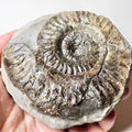 Hildoceras Ammonite Fossil – Whitby Yorkshire Coast – Jurassic