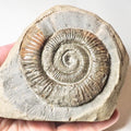 Dactylioceras Ammonite Fossil – Whitby Yorkshire Coast – Jurassic