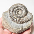 Dactylioceras Ammonite Fossil – Whitby Yorkshire Coast – Jurassic