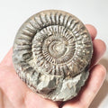 Dactylioceras Ammonite Fossil – Whitby Yorkshire Coast – Jurassic
