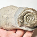 Double Dactylioceras Ammonite Fossil – Whitby Yorkshire Coast – Jurassic