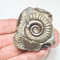 Arnioceras Ammonite – Whitby Jurassic Fossil – Yorkshire Coast