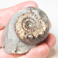 Peronoceras Ammonite Fossil – Whitby Yorkshire Coast – Jurassic