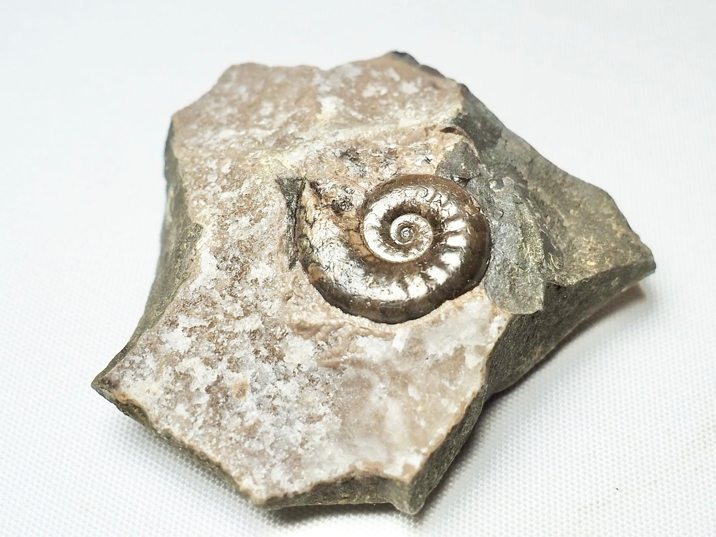 Unidentified Ammonite