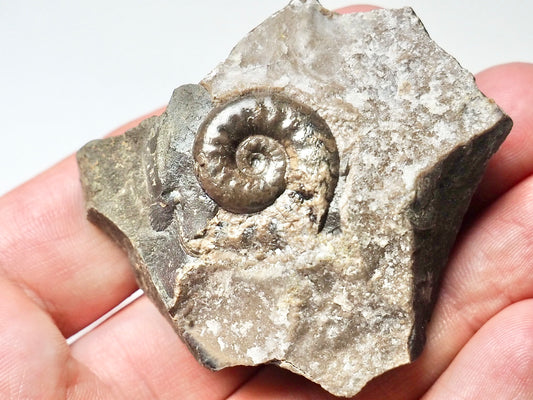 Unidentified Ammonite