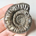 Catacoeloceras Ammonite Fossil – Whitby Yorkshire Coast – Jurassic