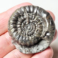 Gagaticeras Gagateum Ammonite Fossil for Sale – Whitby Yorkshire Coast Jurassic