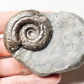 Hildoceras Ammonite Fossil – Whitby Yorkshire Coast – Jurassic