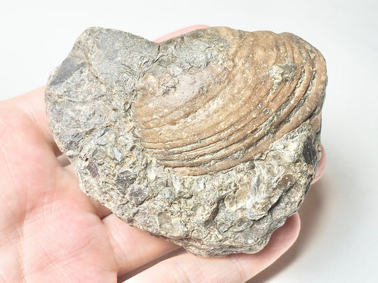 Bivalve Shell