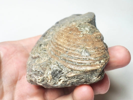 Bivalve Shell