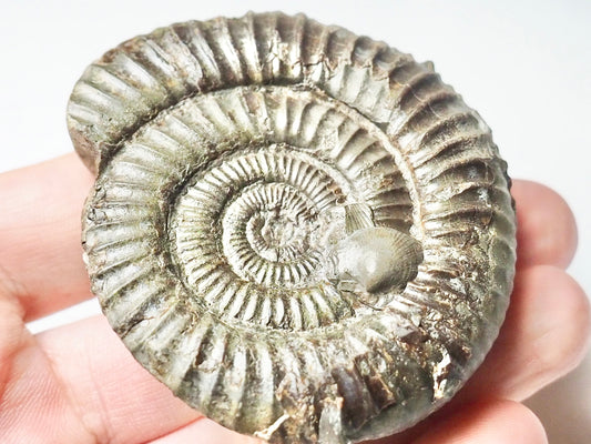 Dactylioceras With Shells