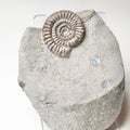Paltechioceras Ammonite – Whitby Jurassic Fossil – Yorkshire Coast