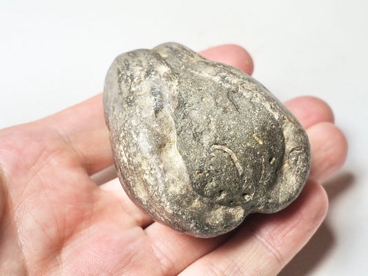 Fossil Shell