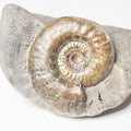 Grammoceras Ammonite Fossil – Whitby Yorkshire Coast – Jurassic