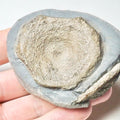 Ichthyosaur Vert – Whitby Yorkshire Coast – Jurassic