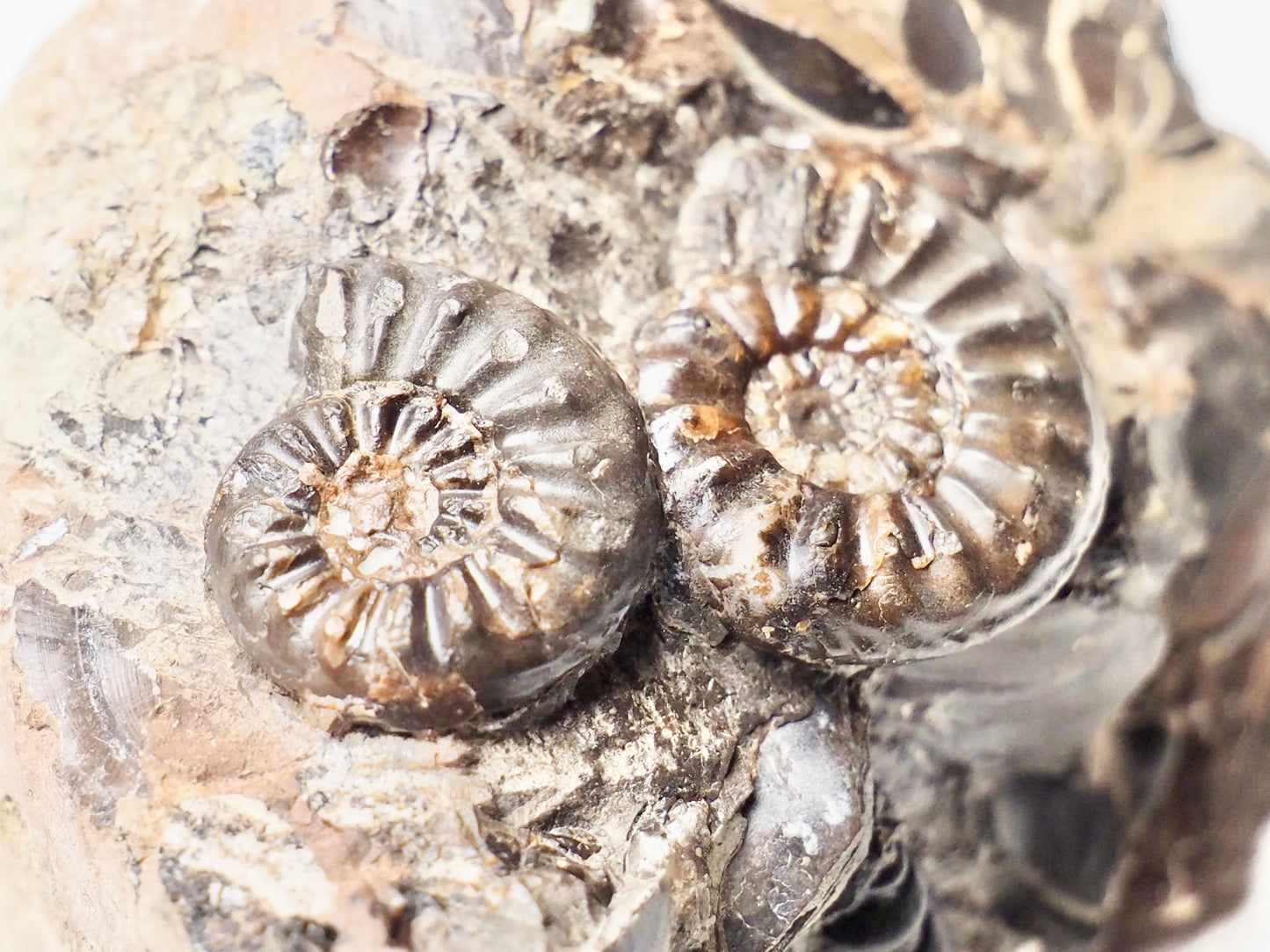 Amaltheus Double plus Gastropod