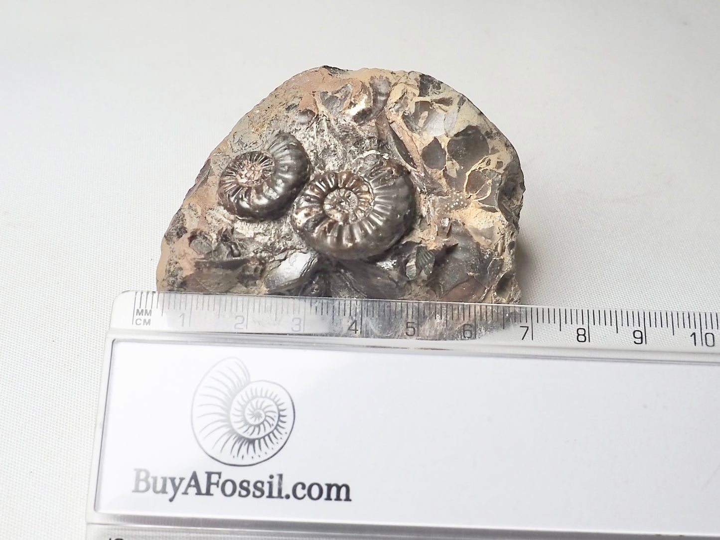 Amaltheus Double plus Gastropod