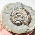 Hildoceras Ammonite Fossil – Whitby Yorkshire Coast – Jurassic