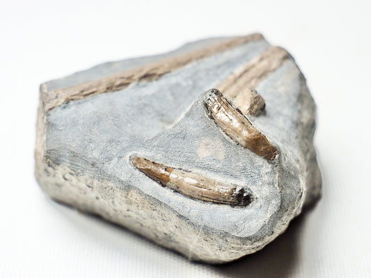 Ichthyosaur Teeth