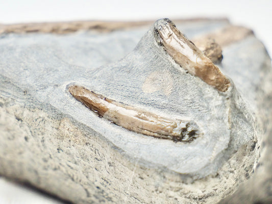 Ichthyosaur Teeth