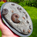 Eleganticeras Ammonite Fossil – Whitby Yorkshire Coast – Jurassic