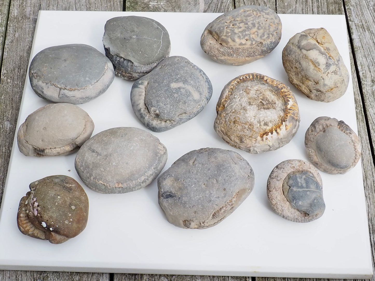 12x Small Ammonite Nodules – Yorkshire Coast Fossils | Crack Your Own | Prep Practice Kit