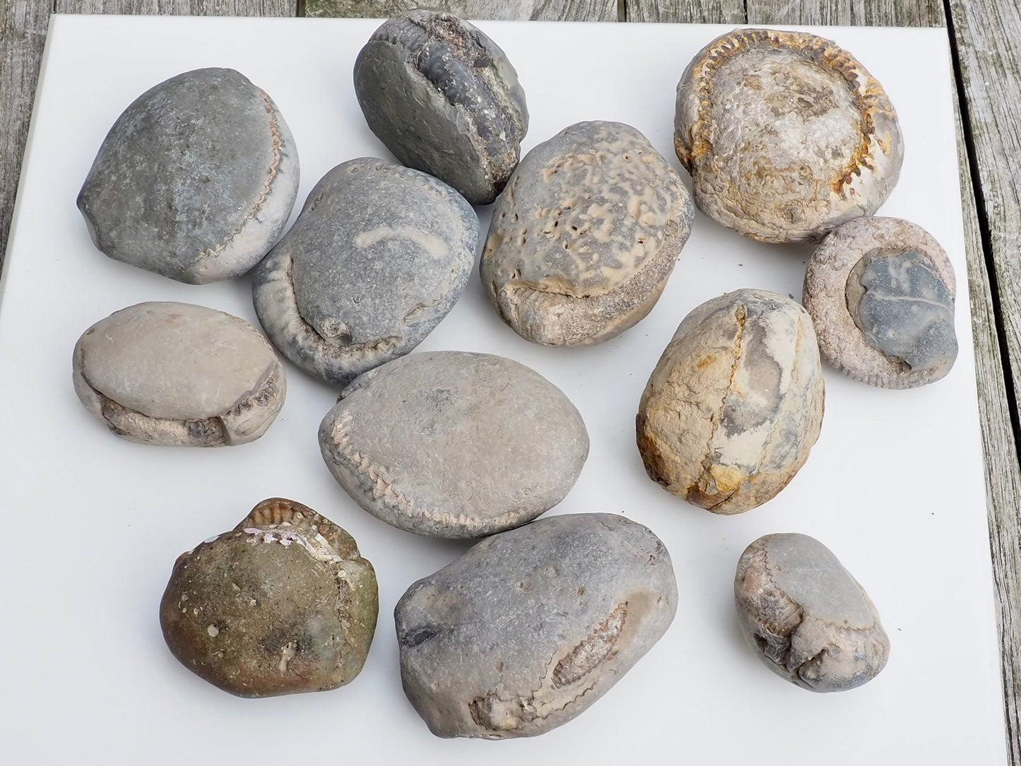 12x Small Ammonite Nodules – Yorkshire Coast Fossils | Crack Your Own | Prep Practice Kit
