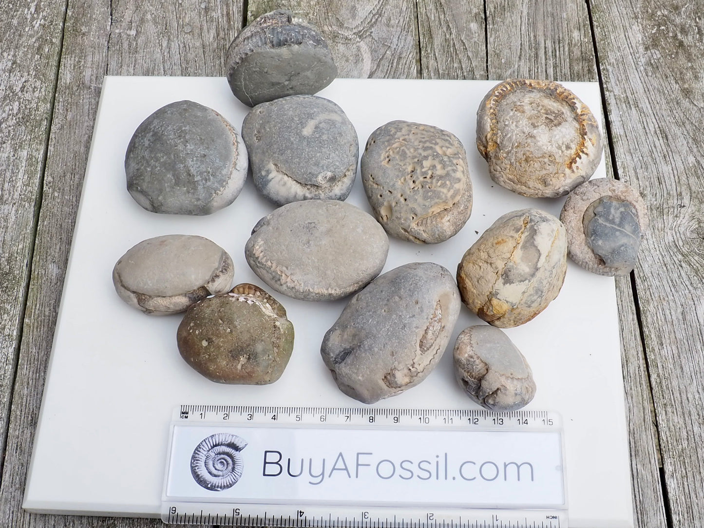 12x Small Ammonite Nodules – Yorkshire Coast Fossils | Crack Your Own | Prep Practice Kit