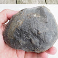 Whitby Ammonite Nodule – Unprepared Jurassic Fossil – Yorkshire Coast