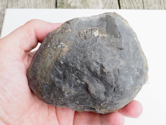 Whitby Ammonite Nodule – Unprepared Jurassic Fossil – Yorkshire Coast
