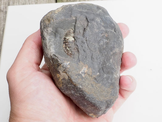 Whitby Ammonite Nodule – Unprepared Jurassic Fossil – Yorkshire Coast