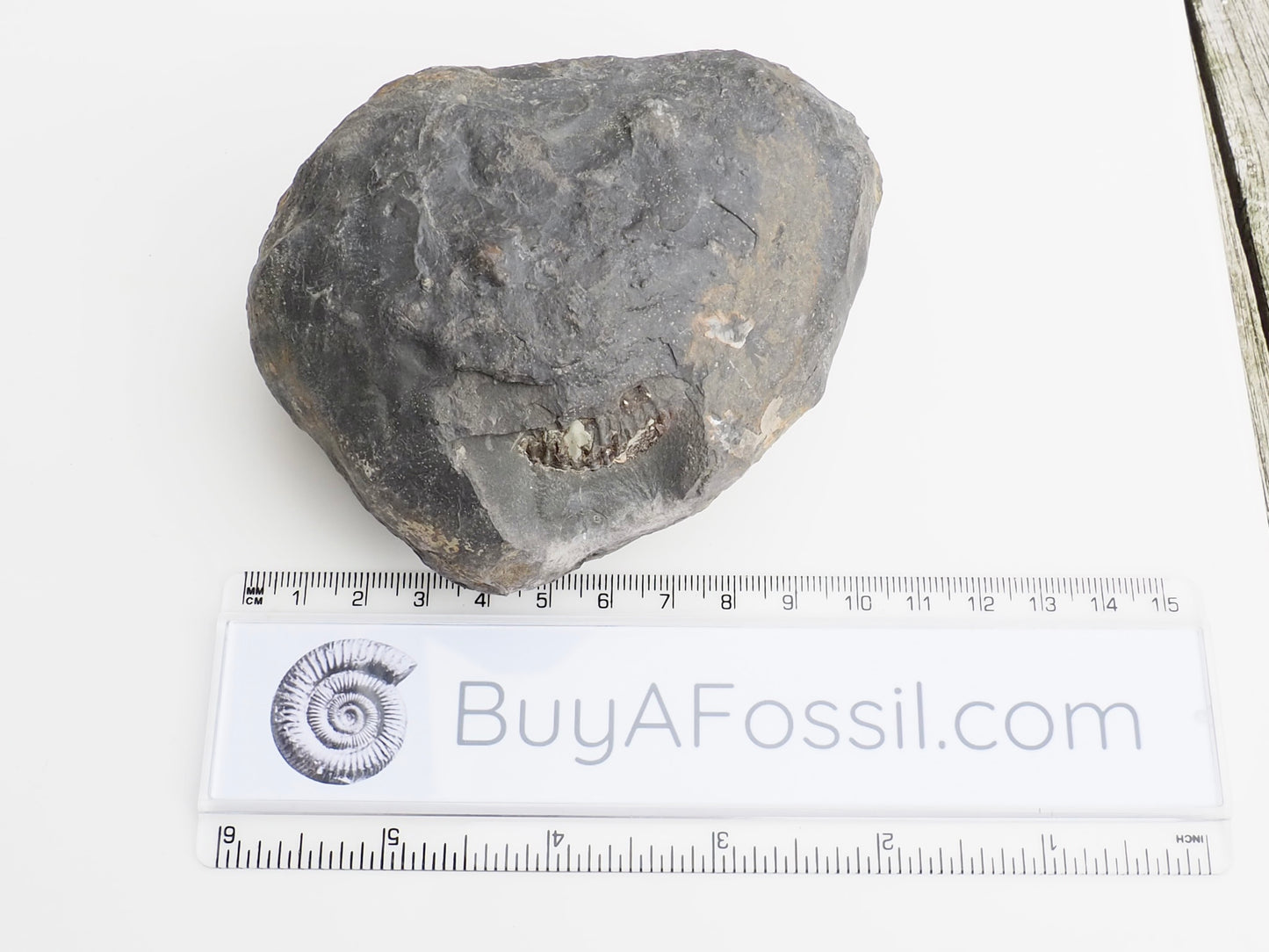 Whitby Ammonite Nodule – Unprepared Jurassic Fossil – Yorkshire Coast