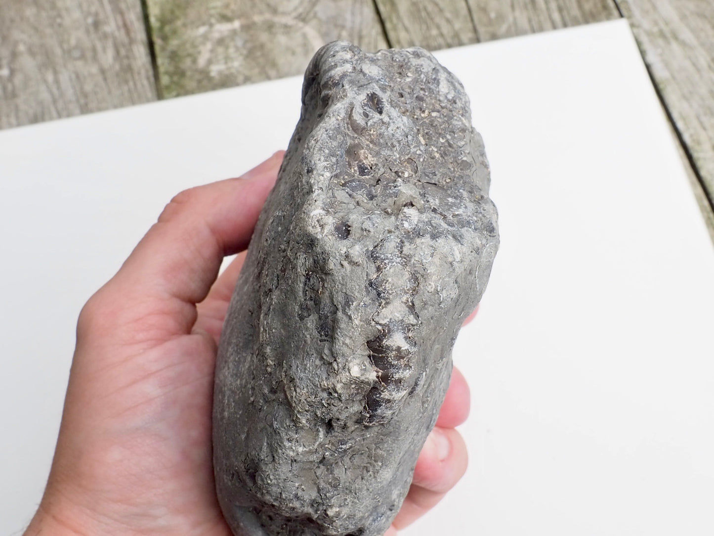 Whitby Gagaticeras MultiBlock – Unprepped Jurassic Fossil – Yorkshire Coast