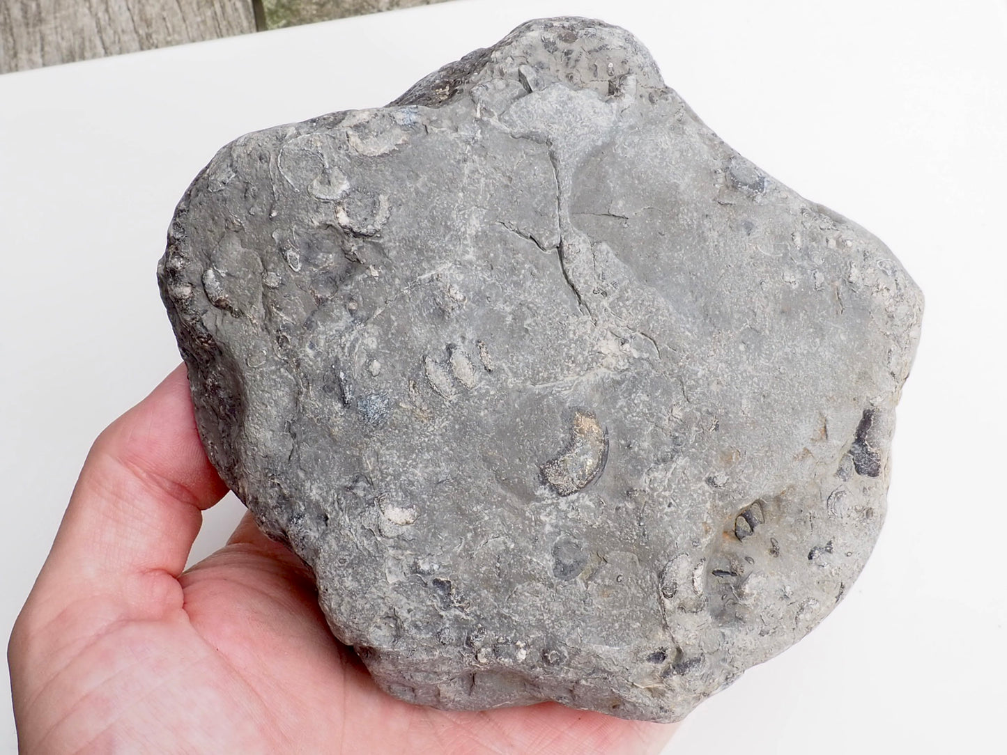 Whitby Gagaticeras MultiBlock – Unprepped Jurassic Fossil – Yorkshire Coast